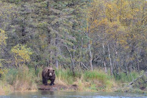 Male brown bear fishing.