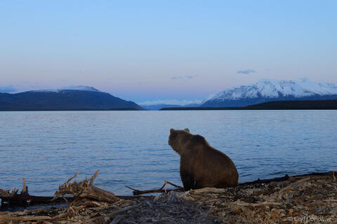 Brown bear at sunset, (Ursus arctos), Katmai National Park, Ala