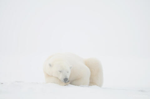 Polar Bear sleeping on snow in ANWR, Alaska.