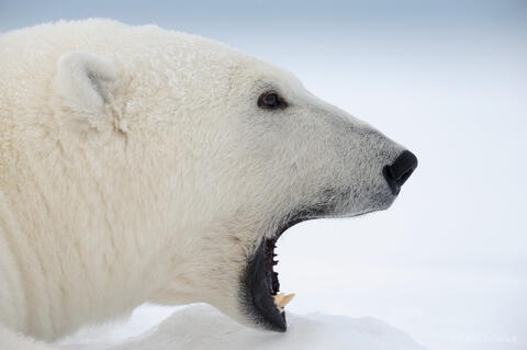 A female Polar Bear yawning, Arctic National Wildlife Refuge, Alaska.