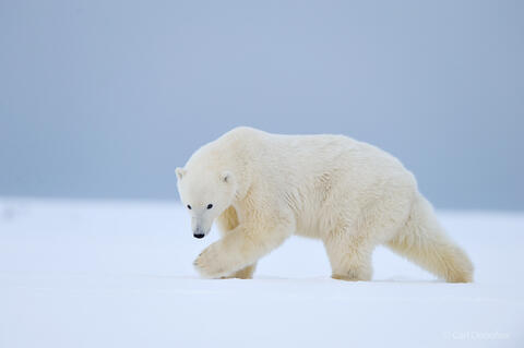 Polar Bear stalking across the snow covered barrier island of the Arctic National Wildlife Refuge, ANWR, Alaska.