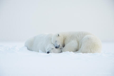 Mother Polar Bear and her cub sleeping, Alaska.