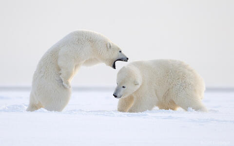 Two polar bears playfighting, Alaska.