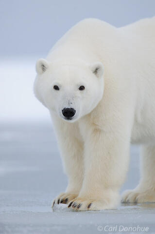 Young polar bear walking on ice, ANWR, Alaska.