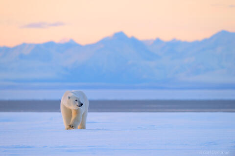 A Polar Bear and the Brooks range in the background, Arctic National Wildlife Refuge, ANWR, Alaska.