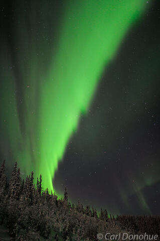Northern lights over forest Wrangell St. Elias National Park photo