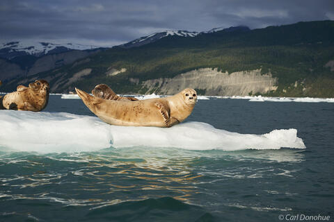Habor seals on iceberg in Icy Bay photo