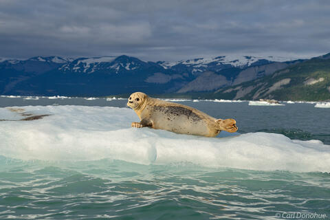 Habor seals on iceberg in Icy Bay photo