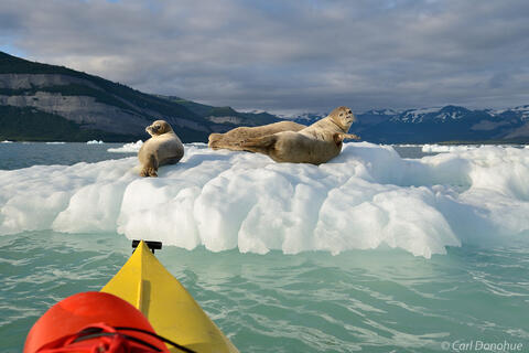 Sea kayaking photo with harbor seals on an iceberg