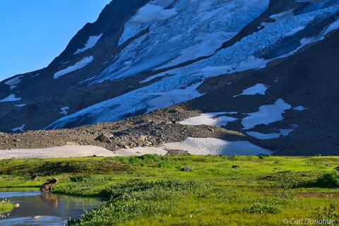 Grizzly bear in Wrangell- St. Elias National Park photo