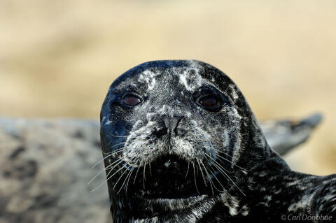 A young back Harbor Seal (Phoca vitulina) pup hauled out on a rock near Katmai National Park and Preserve, Alaska.