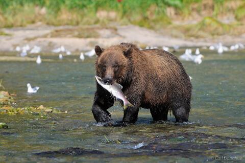 Coastal brown bear with Silver Salmon.