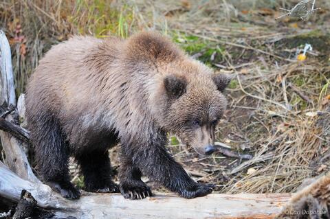 Brown bear cub, Katmai National Park, Alaska.