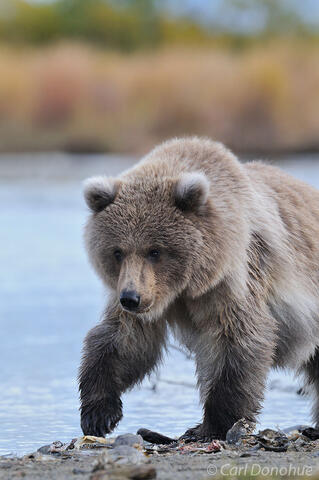 Grizzly bear cub.