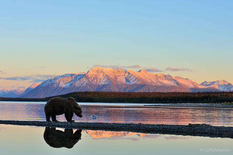 Grizzly bear and Mt. Katolinat at Brooks River, Katmai National Park and Preserve, Alaska.