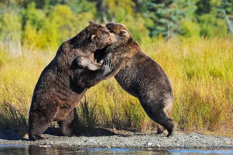 Brown bear males playfighting, Brooks River, Alaska.