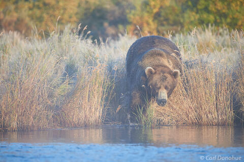Brown Bear Entering Brooks River in Fall