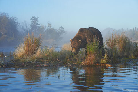 Brown bear looking for fish, Alaska.