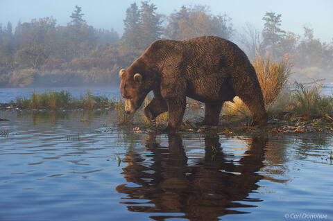 Male brown bear looking for fish, Alaska.