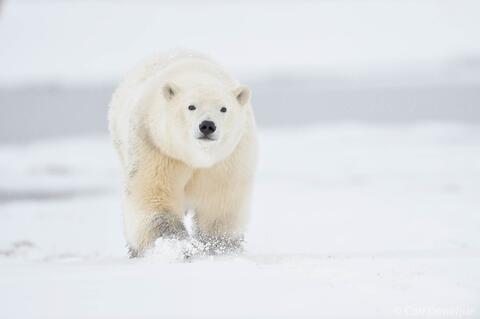 Polar Bear cub in fresh snow, Alaska