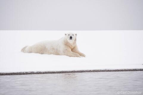 Polar Bear lying in snow, Alaska