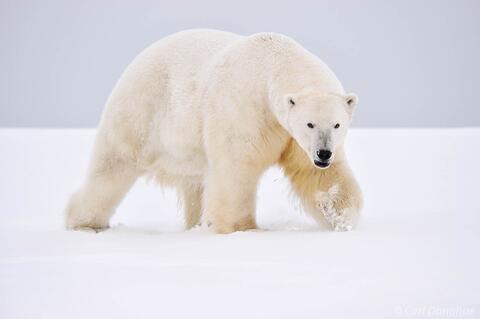 Adult male polar bear stalking across snow, ANWR, Alaska.