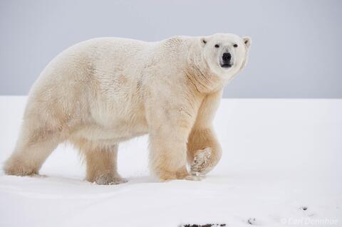 Adult male polar bear slowly walks over snow, ANWR, Alaska