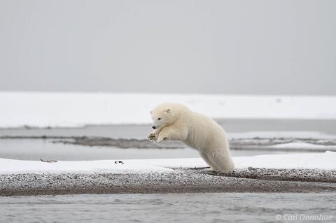Polar Bear cub jumping a stream Arctic National Wildlife Refuge,