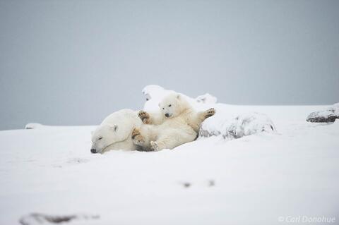 Polar Bear sow and cub lying together in the snow