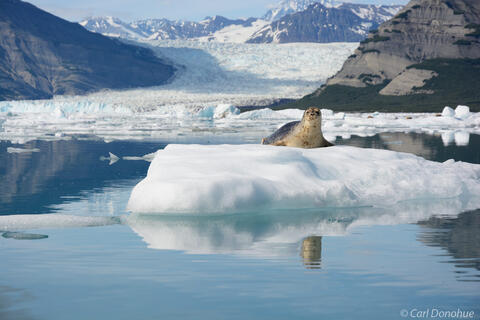 Harbor seal on a iceberg and a glacier photo