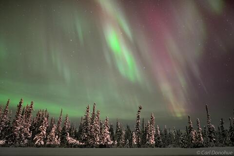 Aurora borealis photo black spruce trees forest