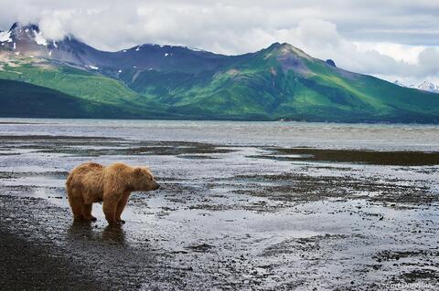Brown bear at Hallo Bay, Alaska.