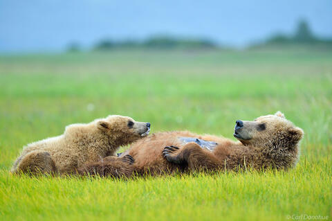 Grizzly bear sow nursing her cub, Hallo Bay, Alaska.