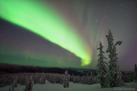 Snow-covered spruce trees Aurora borealis photo