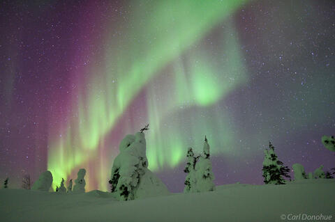 Northern lights and snow-covered trees photo