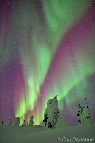 Northern lights and snow-covered spruce trees