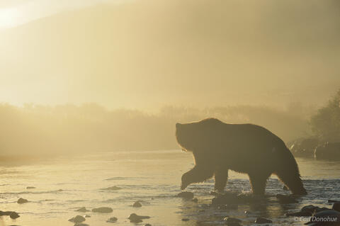 Misty morning brown bear.