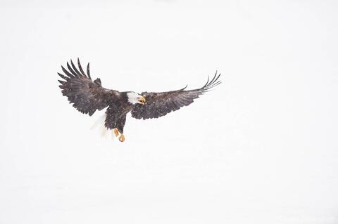 Bald eagle calling in flight during a snowstorm