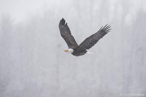Bald eagle in flight near Haines, Alaska