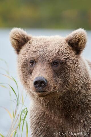 Grizzly bear cub at Kulik river