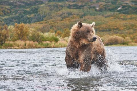 Brown bear chasing fish in Kulik River