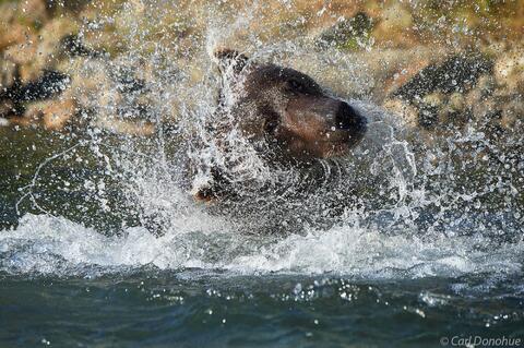 A large adult male brown bear, or boar, shaking water from his head after an unsuccessful attempt to catch a salmon under water, Katmai National Park and Preser