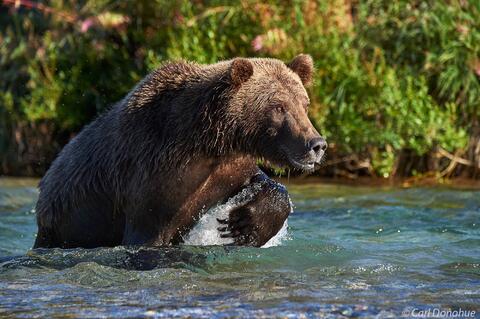 Brown bear stalking through the river after salmon, Katmai National Park and Preserve, Alaska.
