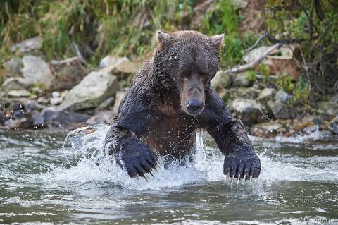 adult brown bear was fishing pretty hard in a small salmon stream, Katmai National Park and Preserve, Alaska.