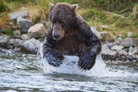 Brown bear chasing after spawning salmon in a small coastal salmon stream, Katmai National Park and Preserve, Alaska.