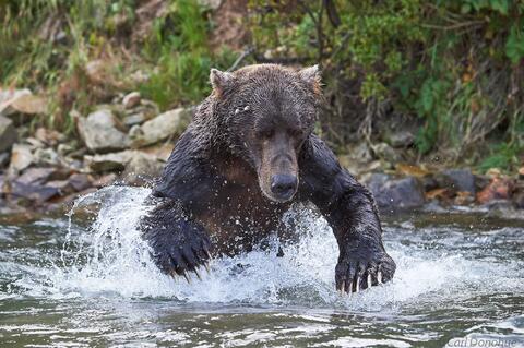 A large adult male grizzly bear fishing for salmon, Katmai National Park and Preserve, Alaska.