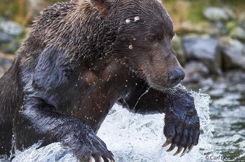 A large adult male brown or grizzly bear fishing for salmon in a small stream, Katmai National Park and Preserve, Alaska.