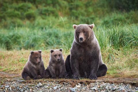 Brown bear sow and cubs on a riverbank