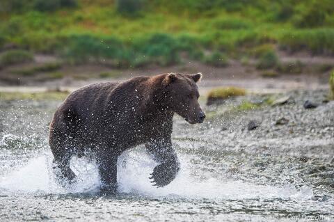 Brown bear racing after salmon