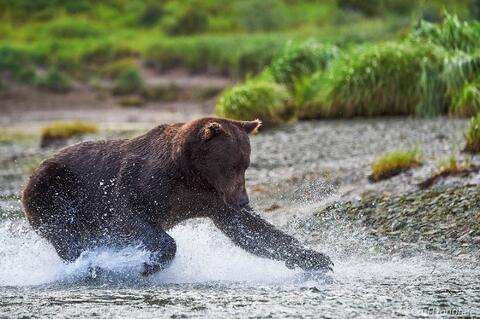 Brown bear running after salmon